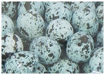 [w11511] Jaja styropianowe nakrapiane 1,5x1,9cm niebieskie 100szt