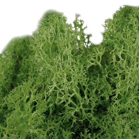 [59010] Naturalny mech chrobotek ciemnozielony 30g