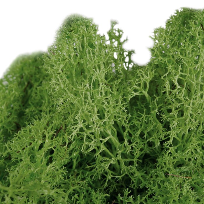 [59010] Naturalny mech chrobotek ciemnozielony 30g