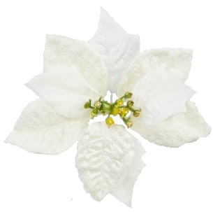 Poinsecja główka 15cm biała zamsz