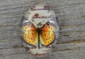 046130 Kaboszon szklany z obrazkiem motyl miodowy 18*13mm