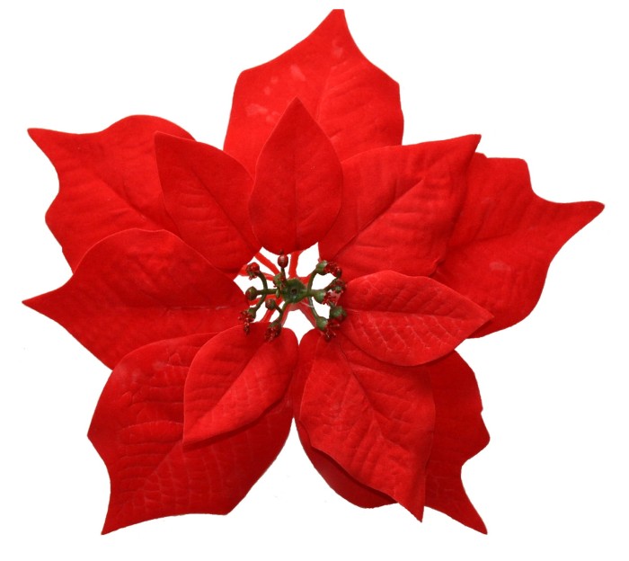 [680180] Poinsecja główka welurowa duża 23cm