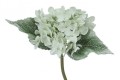 [608222] Gałązka kwiatowa hortensja miętowa
