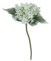 [608222] Gałązka kwiatowa hortensja miętowa