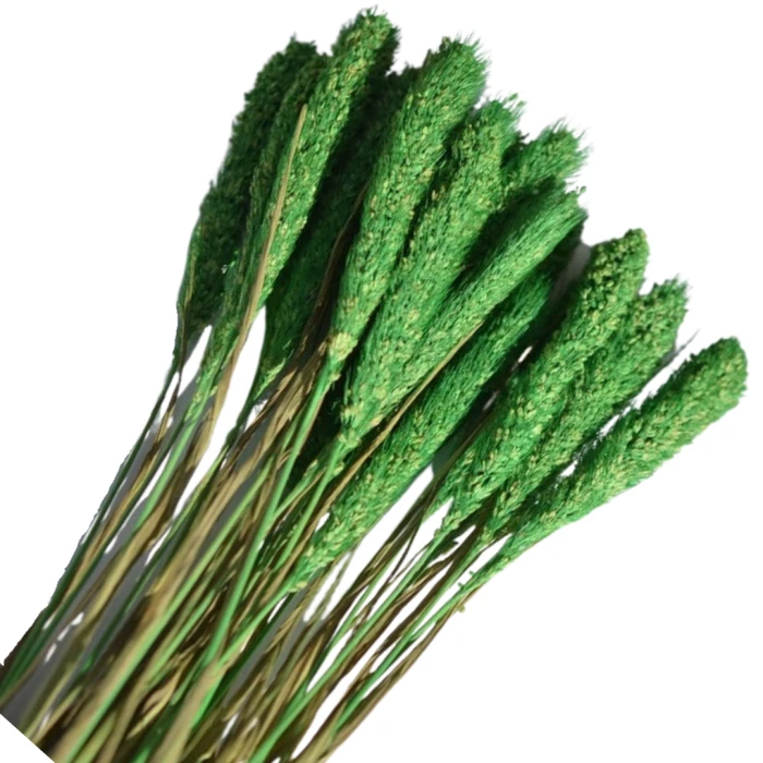 [59041] Suszona trawa ozdobna zielona wiązka około 20szt