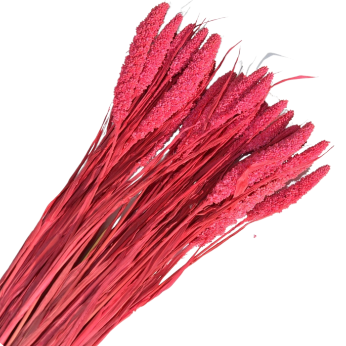 [59040] Suszona trawa ozdobna czerwona wiązka około 35szt