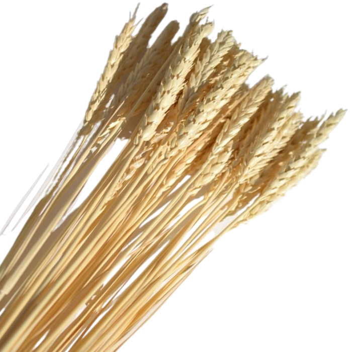 [59039] Suszone zboże pszenica wybielona wiązka około 35szt