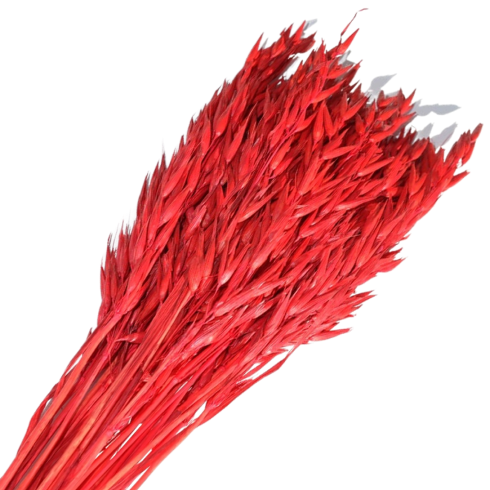 [59034] Suszone zboże owies czerwony wiązka około 35sz