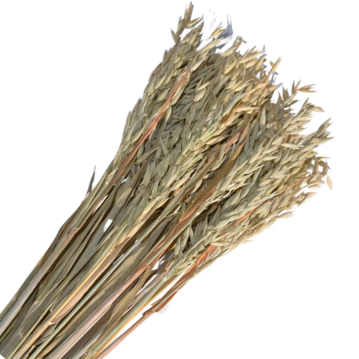 [59033] Suszone zboże owies naturalny wiązka około 35szt
