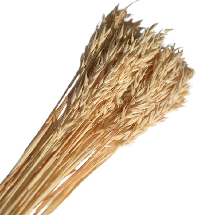 [59032] Suszone zboże owies wybielony wiązka około 35szt