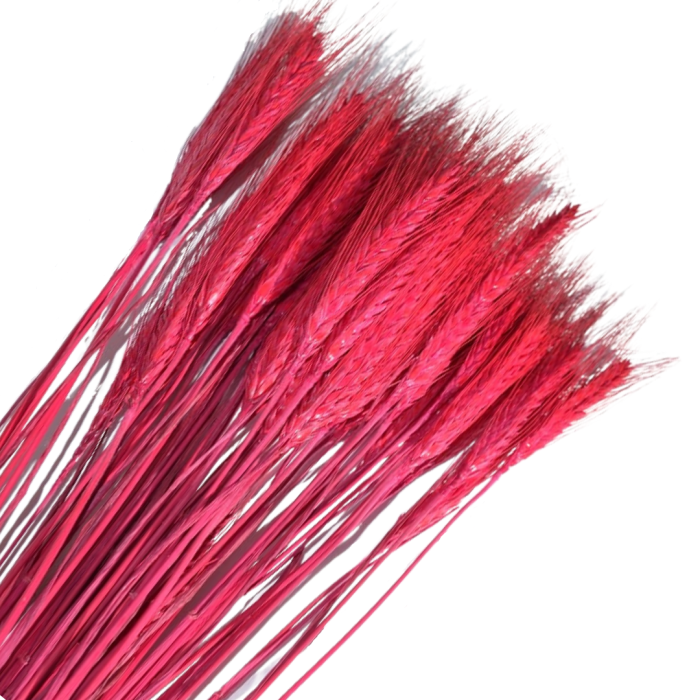 [59038] Suszone zboże jęczmień różowy wiązka około 50szt