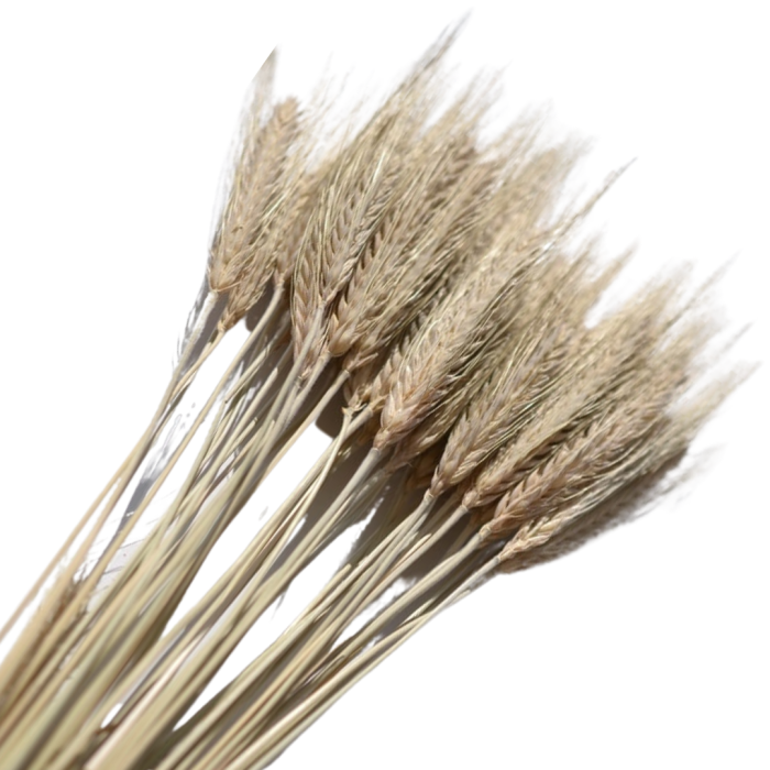 [59036] Suszone zboże jęczmień naturalny wiązka około 40szt