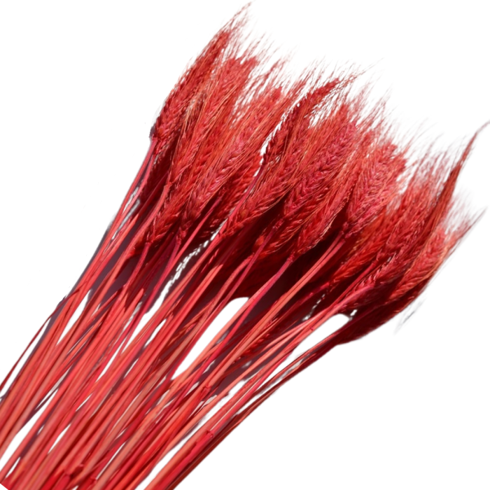 [59037] Suszone zboże jęczmień pomarańczowy wiązka 50szt