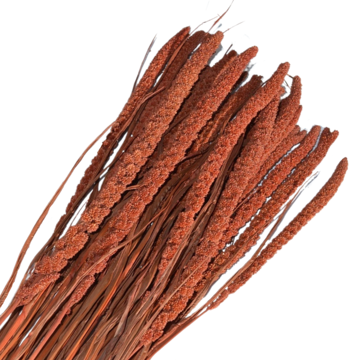 [59042] Suszona trawa ozdobna brązowa wiązka około 20szt