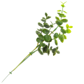 [680457] Gałązka eukaliptusa zielona kilka odnóżek 26cm