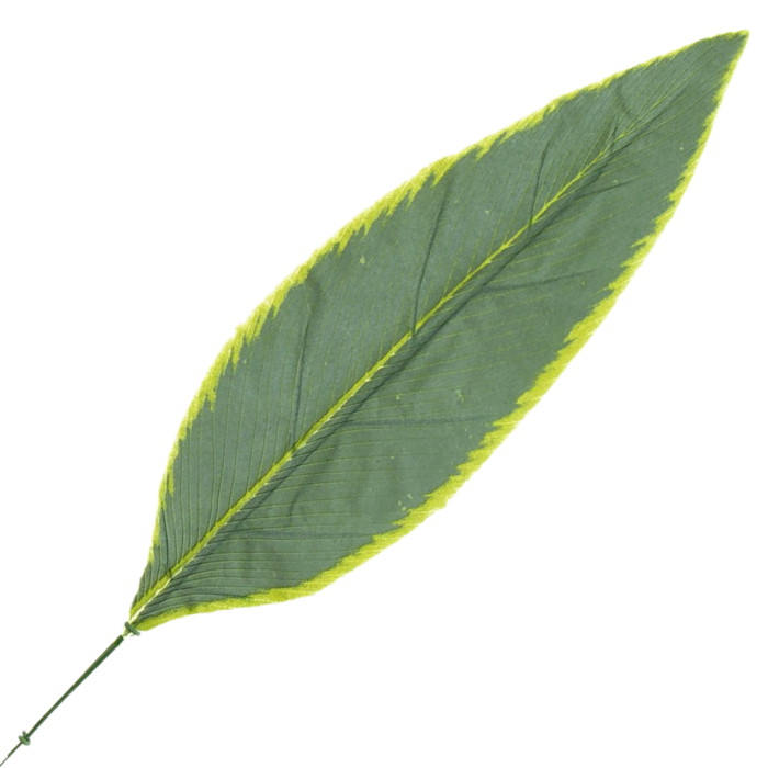 [680454] Liść draceny omszały kremowe brzegi 65cm