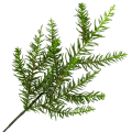 [680462] Gałązka zielona jodła 50cm