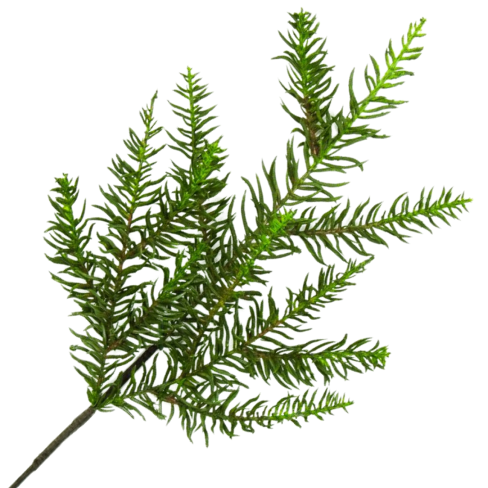 [680462] Gałązka zielona jodła 50cm