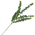 [680473] Gałązka eukaliptus długi 81cm ciemnozielony