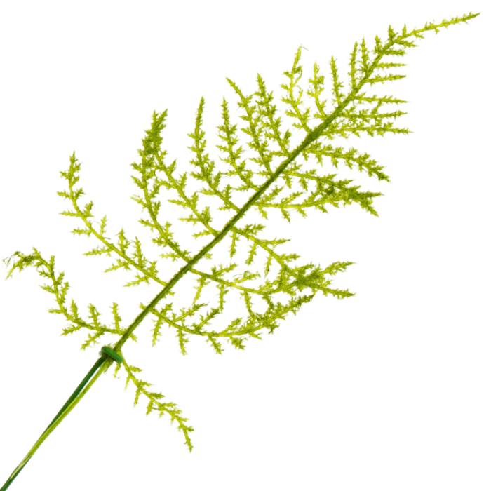 [680472] Gałązka asparagus zielony pokryty meszkiem 30cm