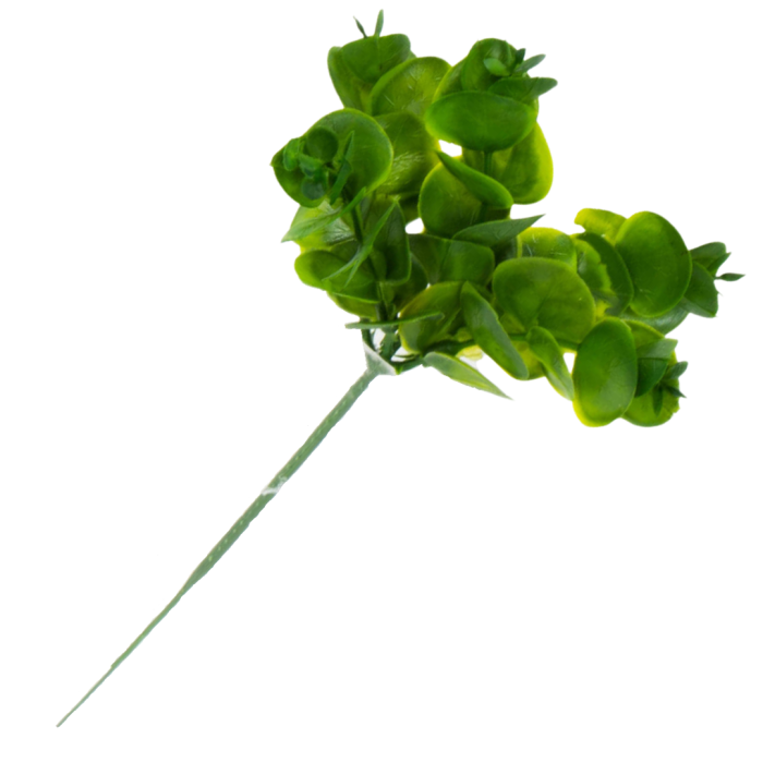 [680474] Gałązka eukaliptus ciemnozielony mały 20cm