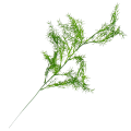 [680478] Gałązka asparagus zielony duży 64cm