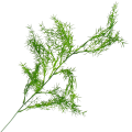 [680478] Gałązka asparagus zielony duży 64cm