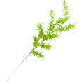 [680484] Gałązka asparagus gruby duży zielony 62cm