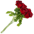 [w0528] Róża na gałązce 47cm czerwona cieniowana