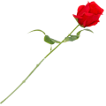 [w0527] Róża na gałązce 47cm czerwona