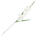 [w0508] Mieczyk satynowy z listkami gałązka 80cm ecru