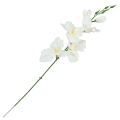 [w0514] Mieczyk satynowy gałązka 54cm ecru