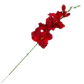 [w0519] Mieczyk satynowy gałązka 54cm bordowy