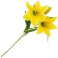 [w0545] Gałązka kwiatowa lilia satynowa 50cm żółta