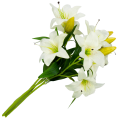 [w0543] Gałązka kwiatowa lilia satynowa 50cm kremowa