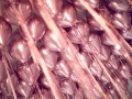 [d0376] Balony lateksowe różowe złoto 10szt