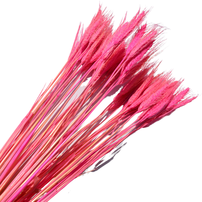 [59043] Suszone zboże jęczmień jasnoróżowy wiązka około 40szt