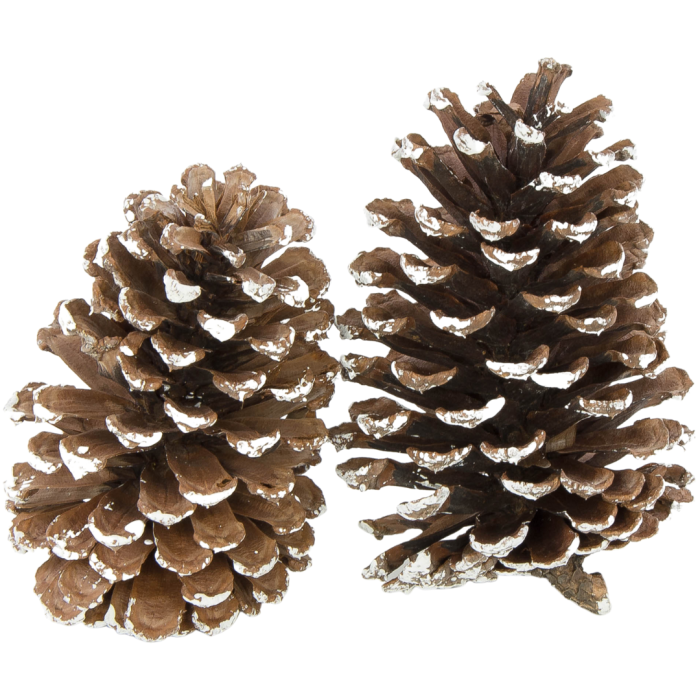 [59050] Szyszki dekoracyjne oszronione 11-13cm 2szt