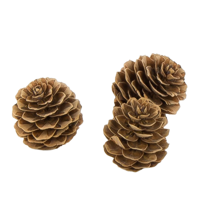 [59055] Szyszki dekoracyjne naturalne 3cm 72szt