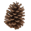 [59054] Szyszki dekoracyjne naturalne 9cm 9szt