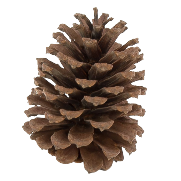 [59054] Szyszki dekoracyjne naturalne 9cm 9szt