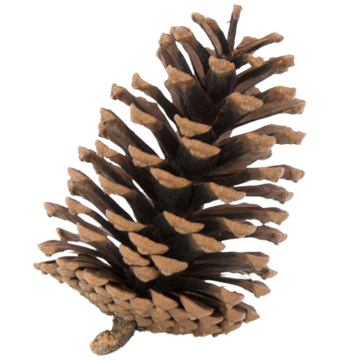 [59046] Szyszki dekoracyjne lakierowane 11cm 6szt