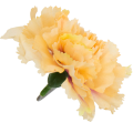 [w04006] Goździk główka 9cm bladopomarańczowa 12szt