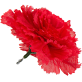 [w04012] Goździk główka 9cm ciemnoczerwona 12szt