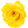 [w04020] Róża główka 13cm żółta