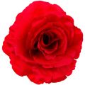 [w04026] Róża główka 13cm ciemnoczerwona
