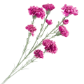 [w0555] Gałązka kwiatowa goździk satynowy 72cm purpurowy
