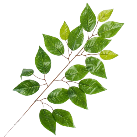 [w0455] Gałązka z listkami fikus 57cm