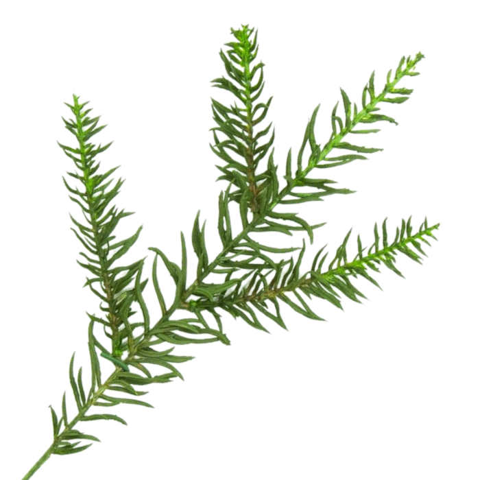 [680631] Gałązka zielona jodła mała 36cm