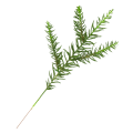 [680631] Gałązka zielona jodła mała 36cm